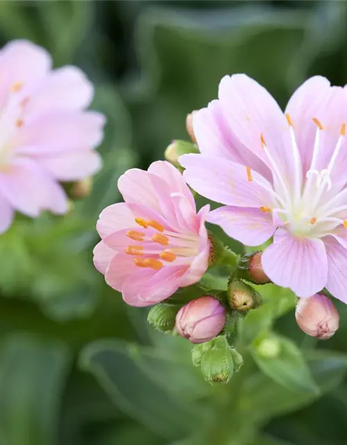 Lewisia cotyledon