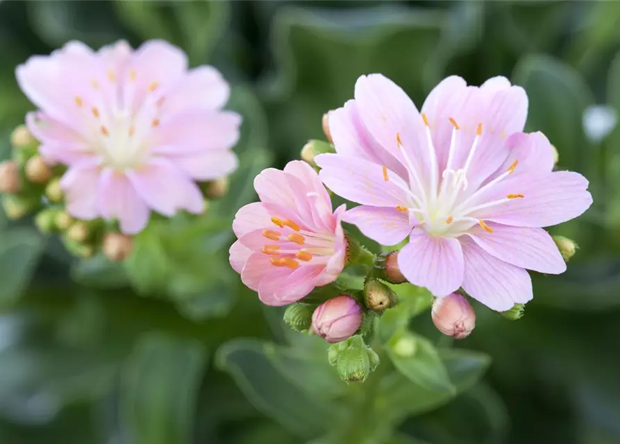 Lewisia cotyledon