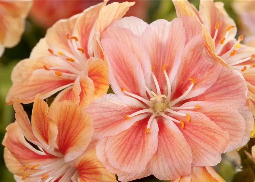 Lewisia cotyledon