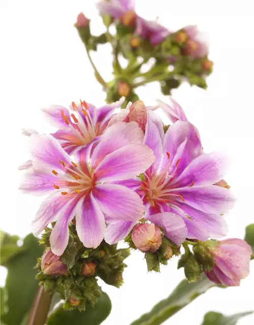 Lewisia cotyledon