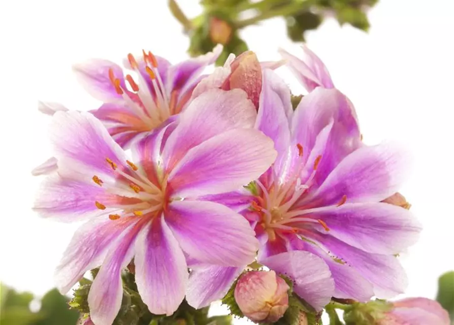 Lewisia cotyledon