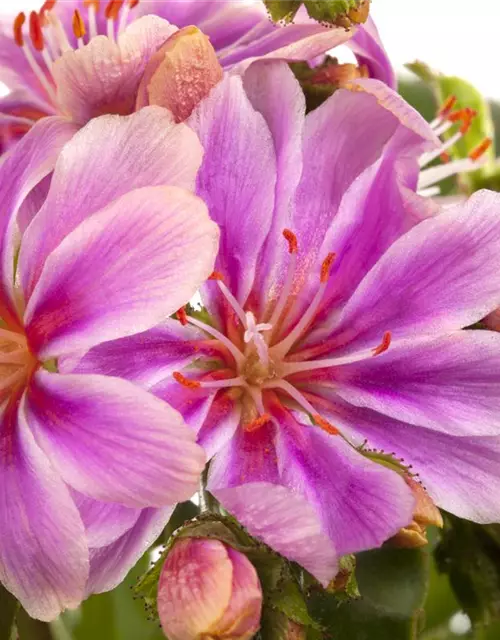 Lewisia cotyledon