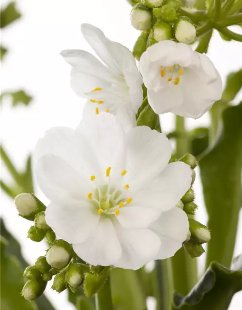 Lewisia cotyledon