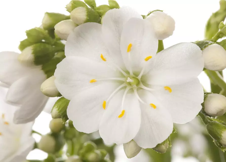 Lewisia cotyledon