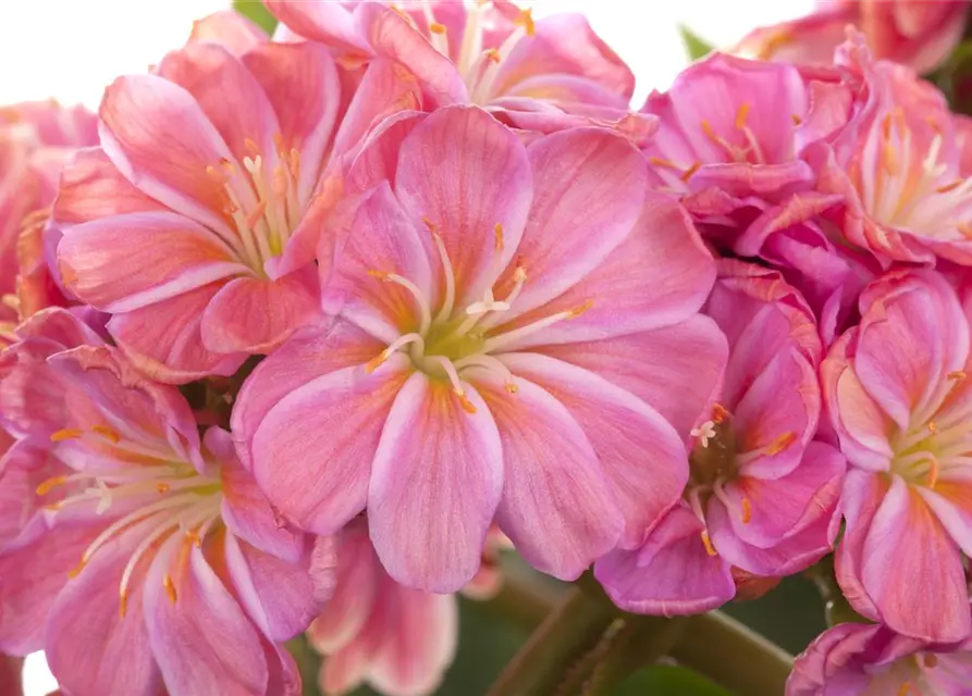 Lewisia cotyledon