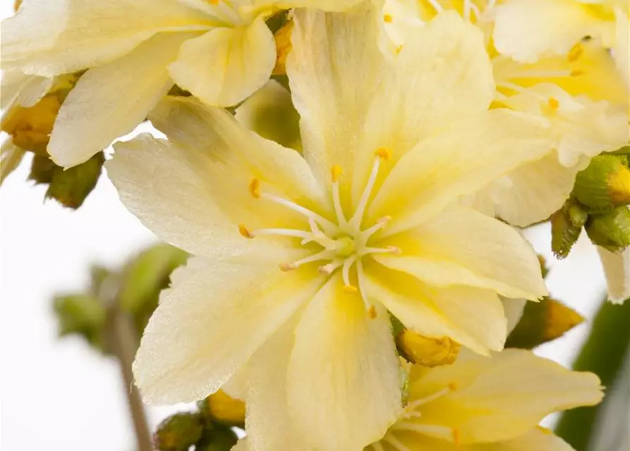 Lewisia cotyledon