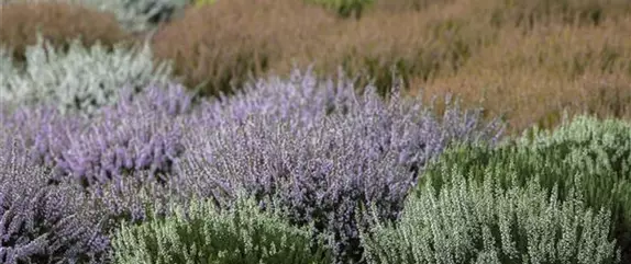 Der Heidegarten: Erholung und Idylle für Zuhause