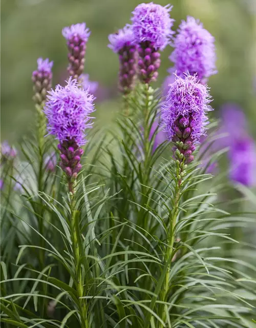 Liatris spicata