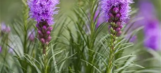 Liatris spicata