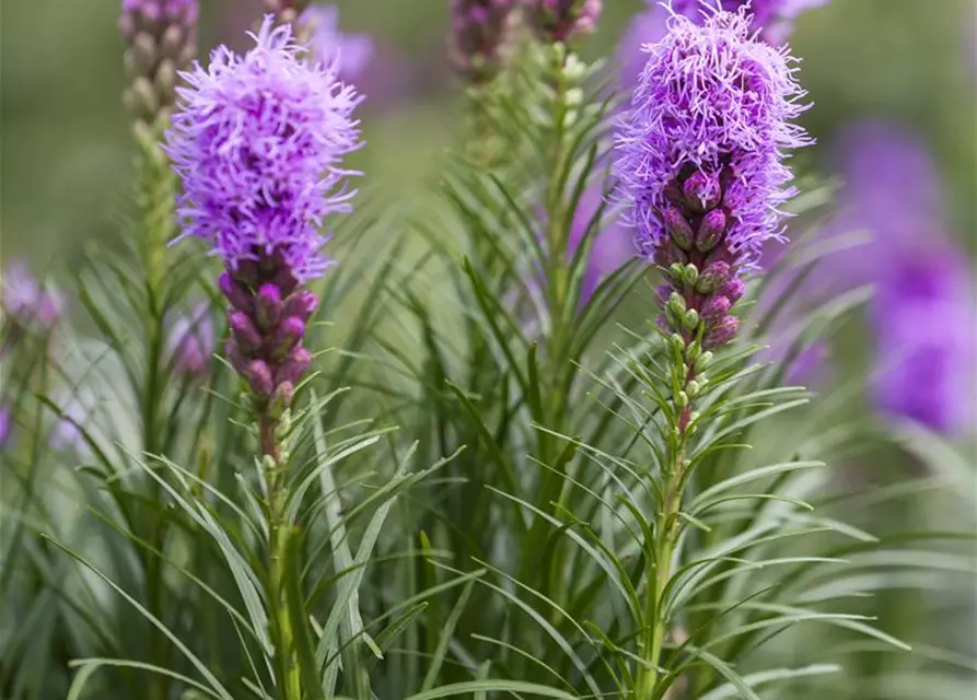 Liatris spicata