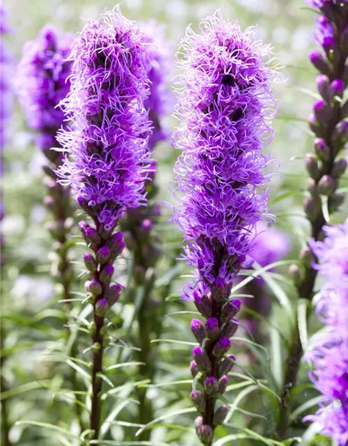 Liatris spicata