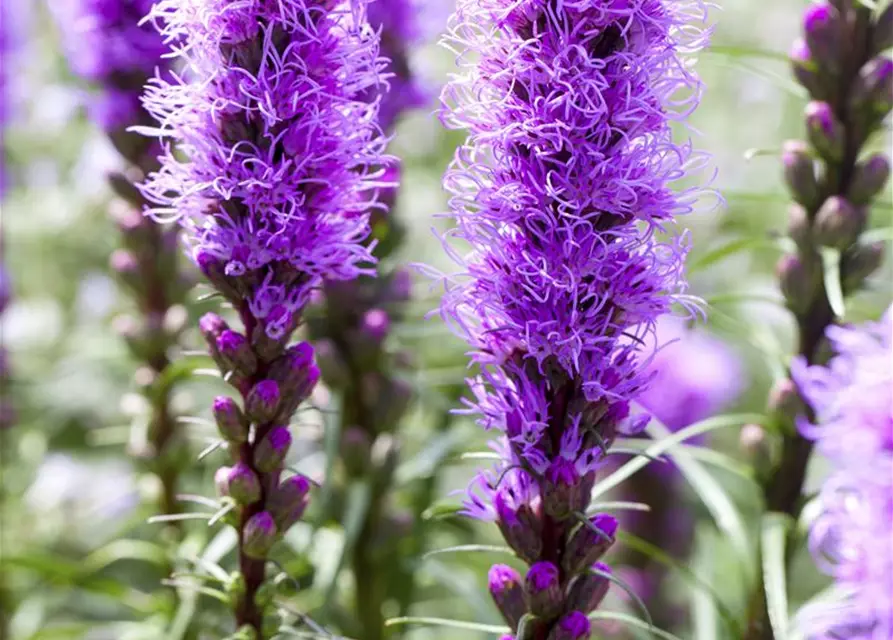 Liatris spicata