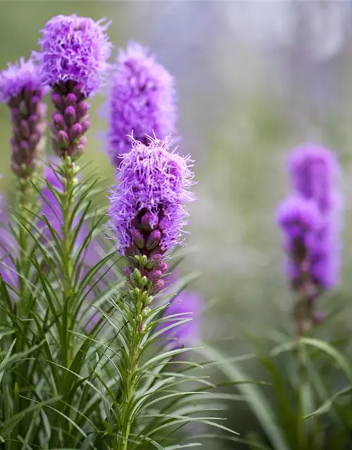 Liatris spicata