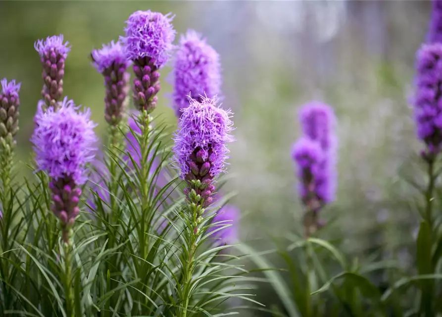 Liatris spicata