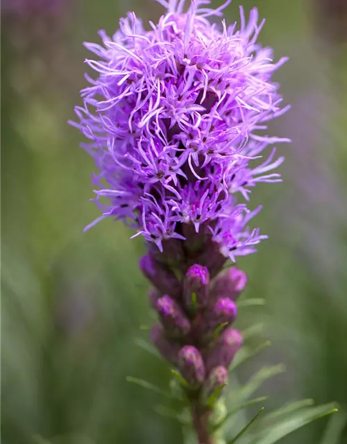 Liatris spicata