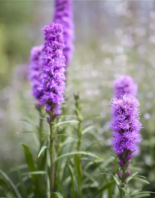 Liatris spicata