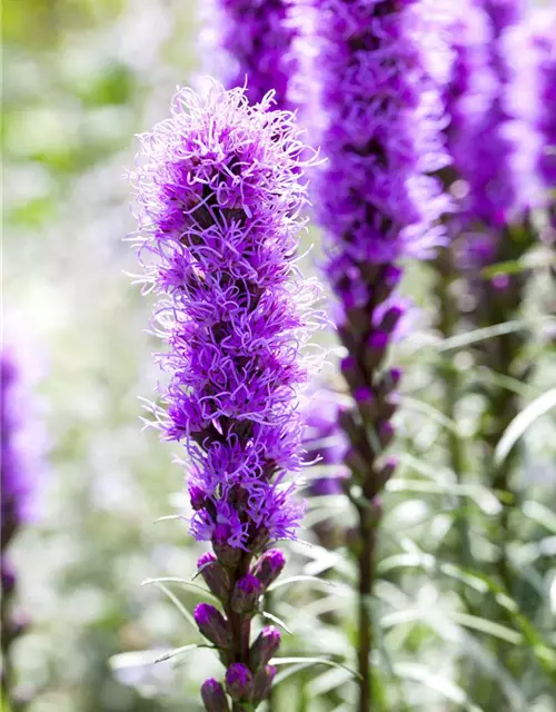 Liatris spicata