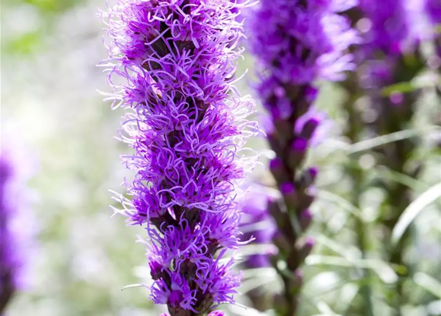 Liatris spicata