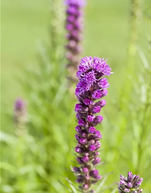 Liatris spicata