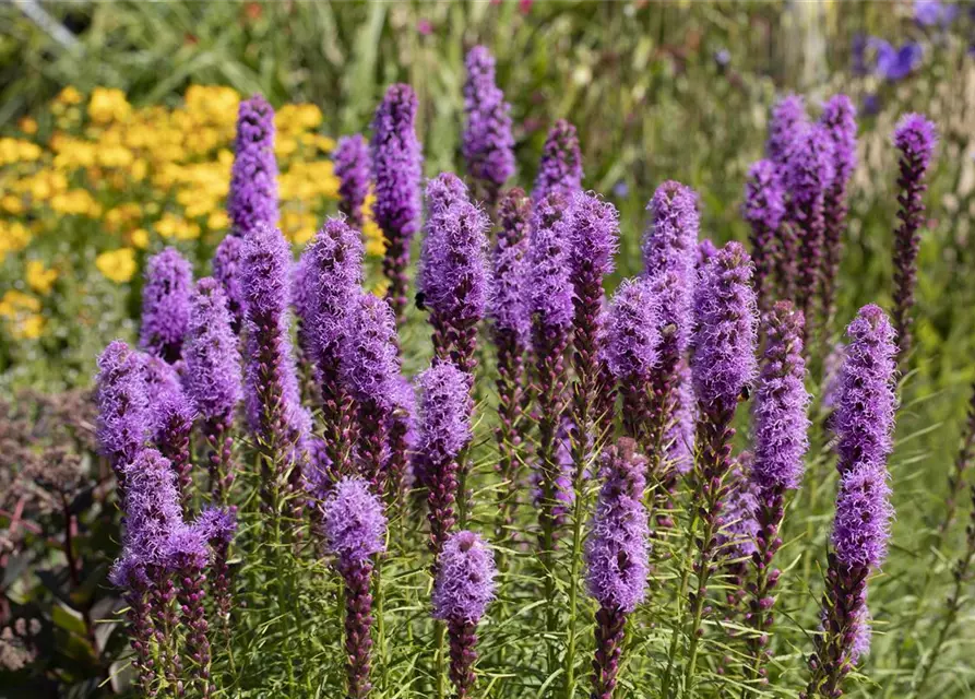 Liatris spicata