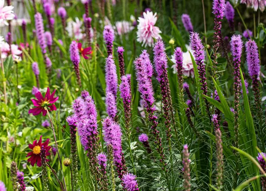 Liatris spicata