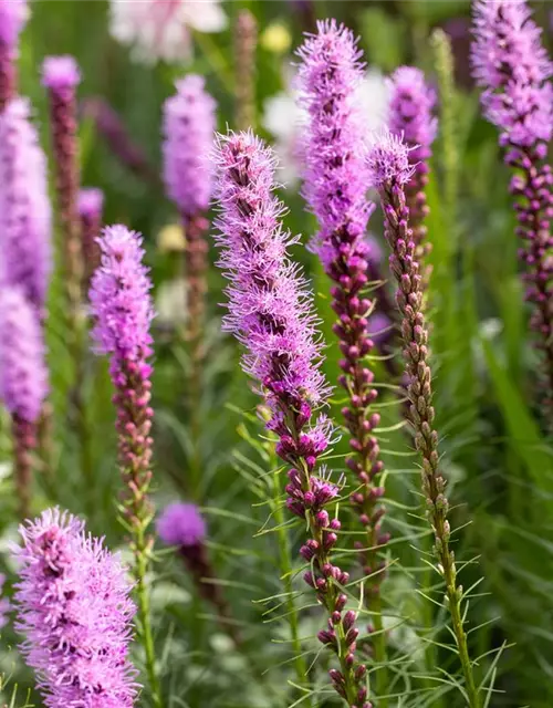 Liatris spicata