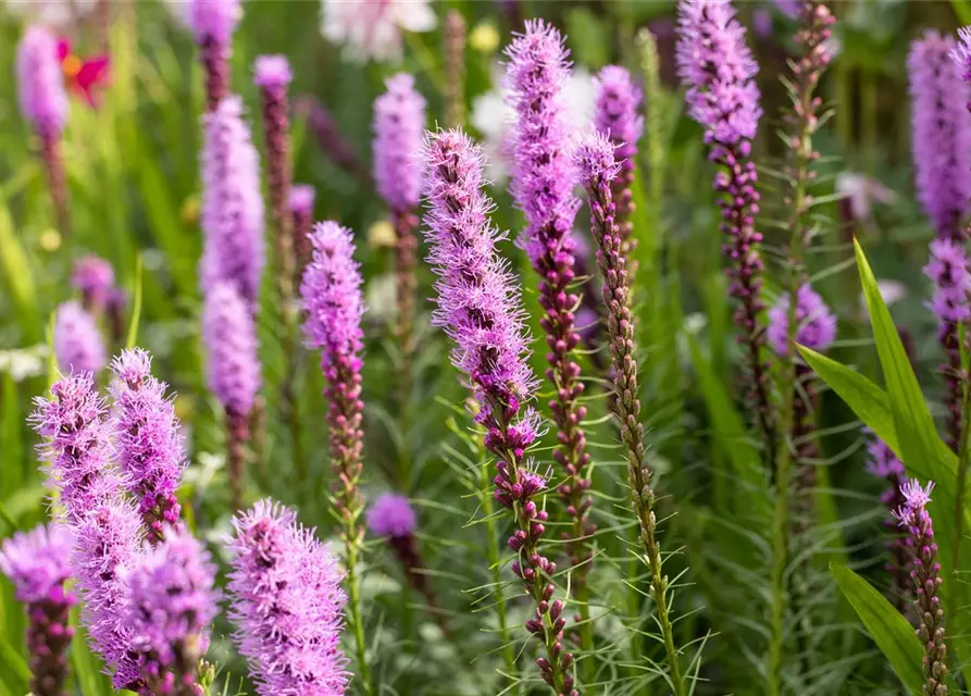 Liatris spicata