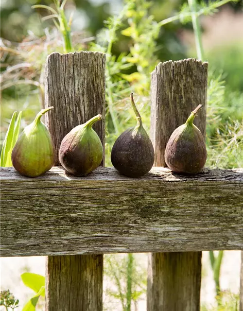 Ficus carica