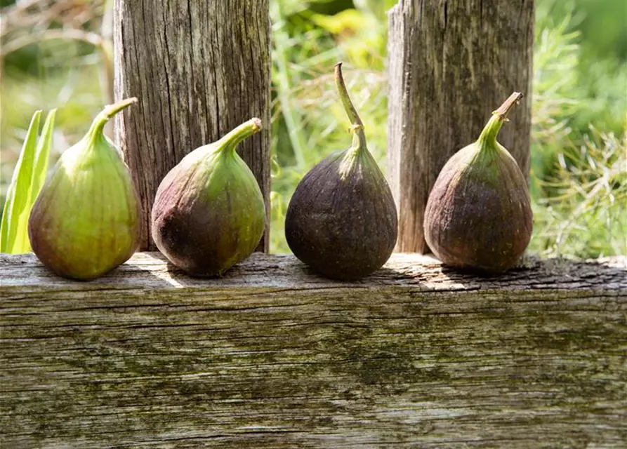 Ficus carica