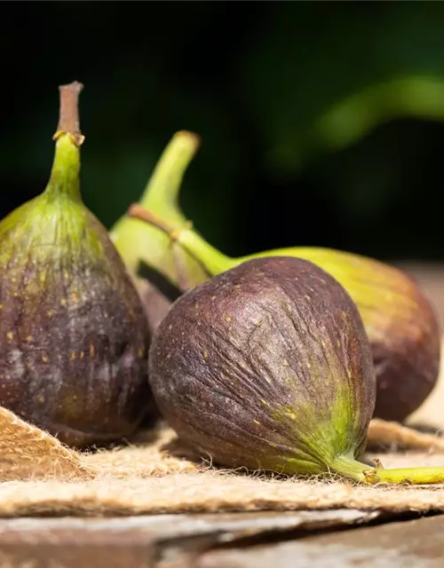 Ficus carica