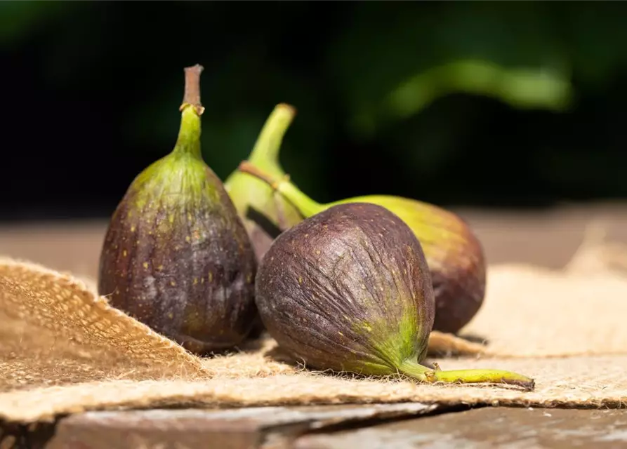 Ficus carica