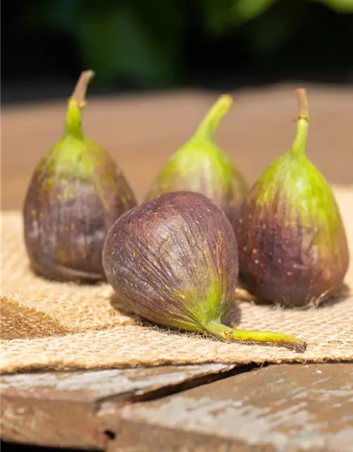 Ficus carica