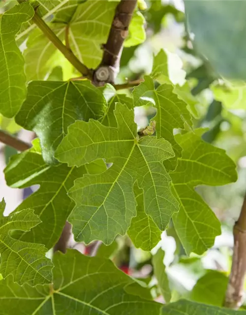 Ficus carica