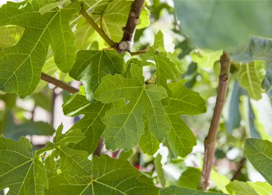 Ficus carica