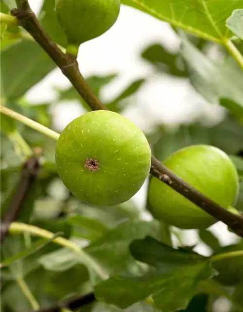 Ficus carica