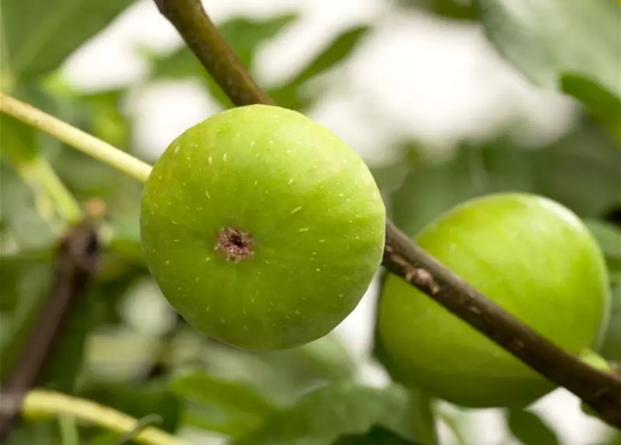 Ficus carica