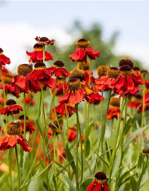 Helenium