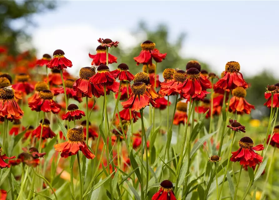 Helenium