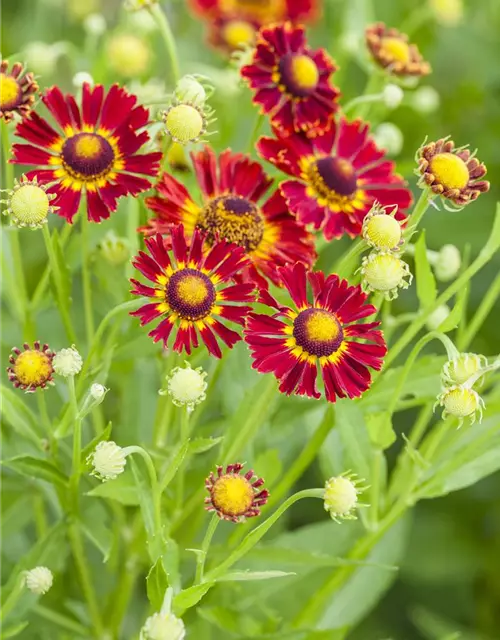 Helenium