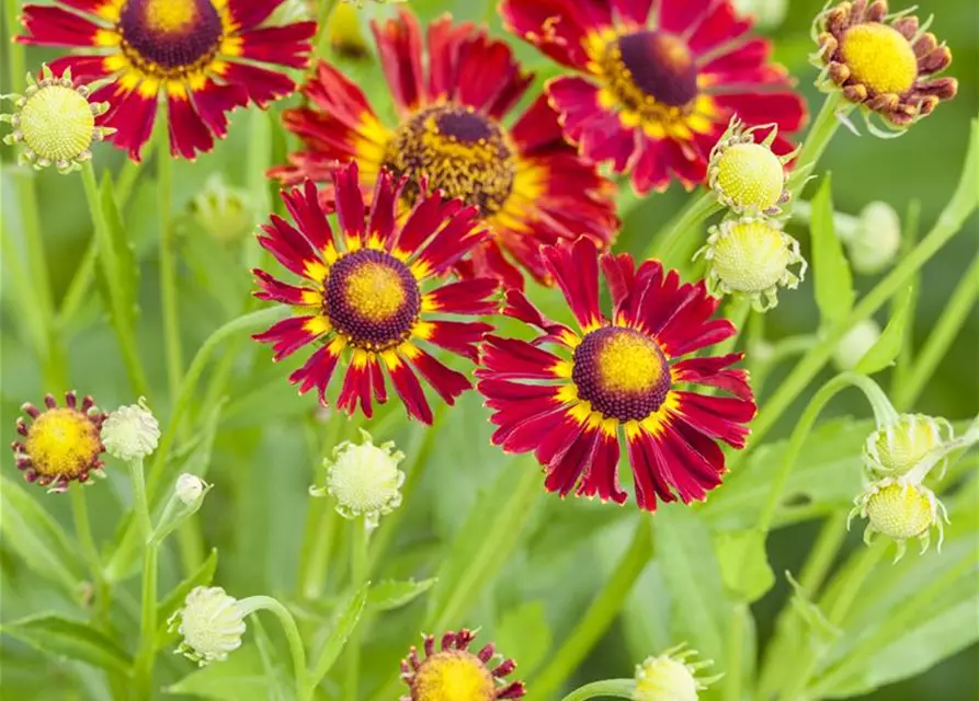 Helenium