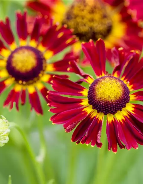 Helenium