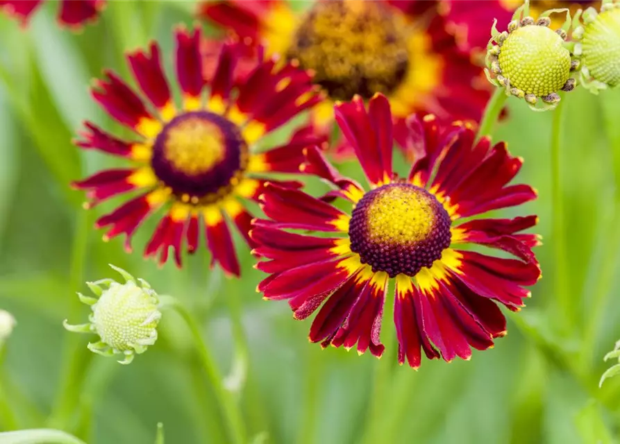 Helenium