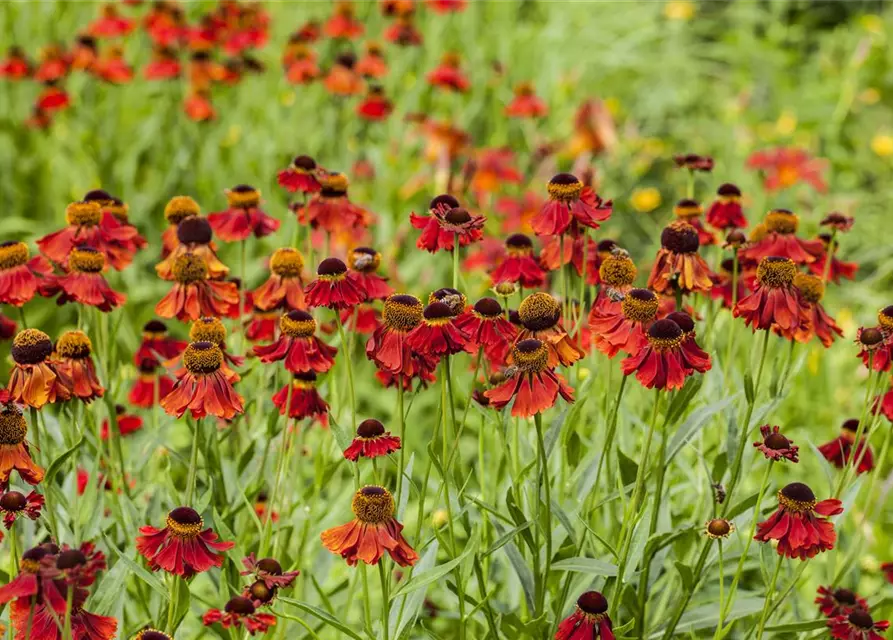 Helenium