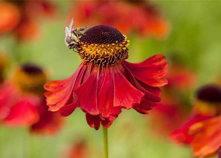 Helenium