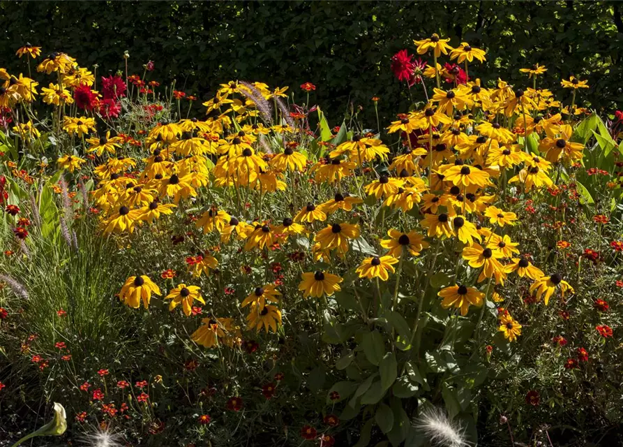 Helenium