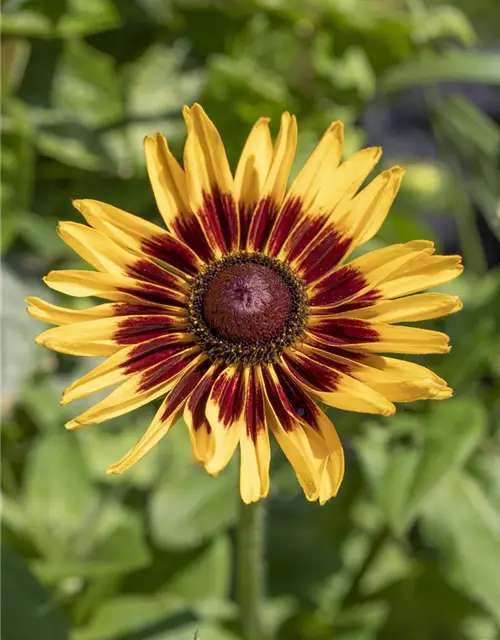 Helenium