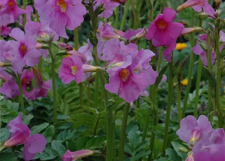 Incarvillea delavayi