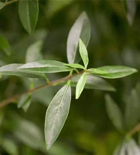 Ligustrum vulgare