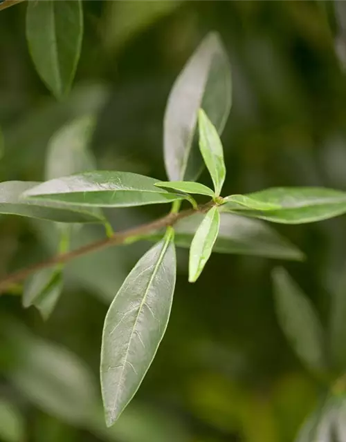 Ligustrum vulgare