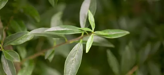 Ligustrum vulgare